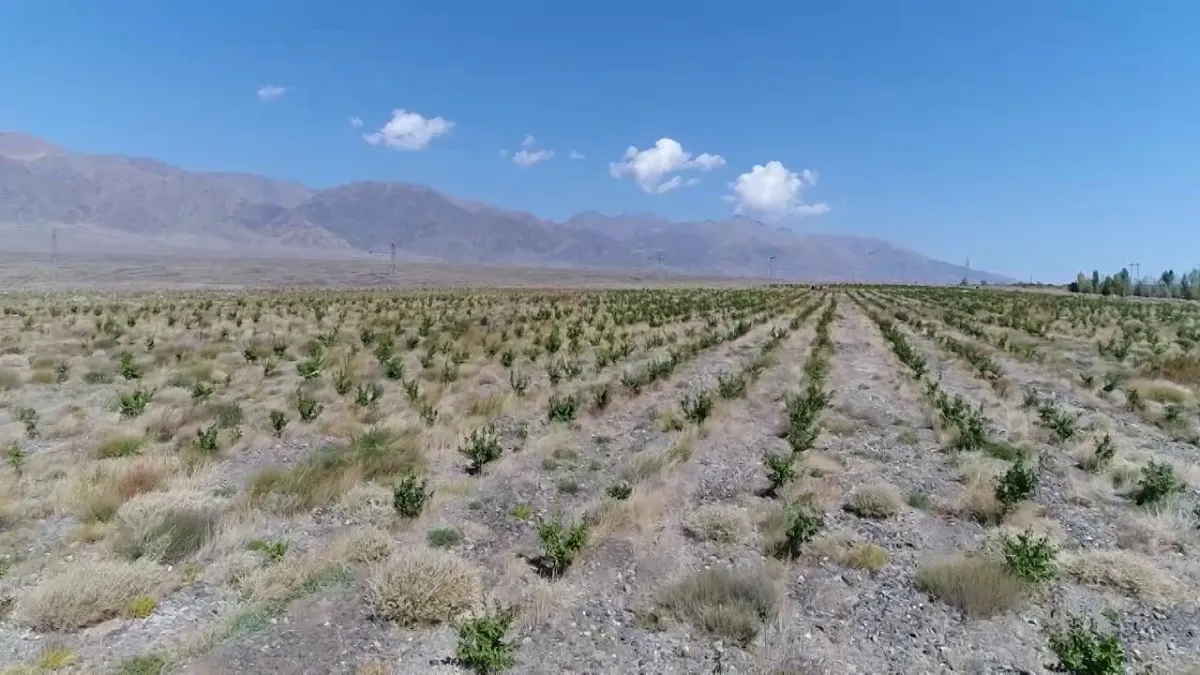 Республика боюнча 614 миң га кунарсыз жайыт жерлерин өздөштүрүү зарыл